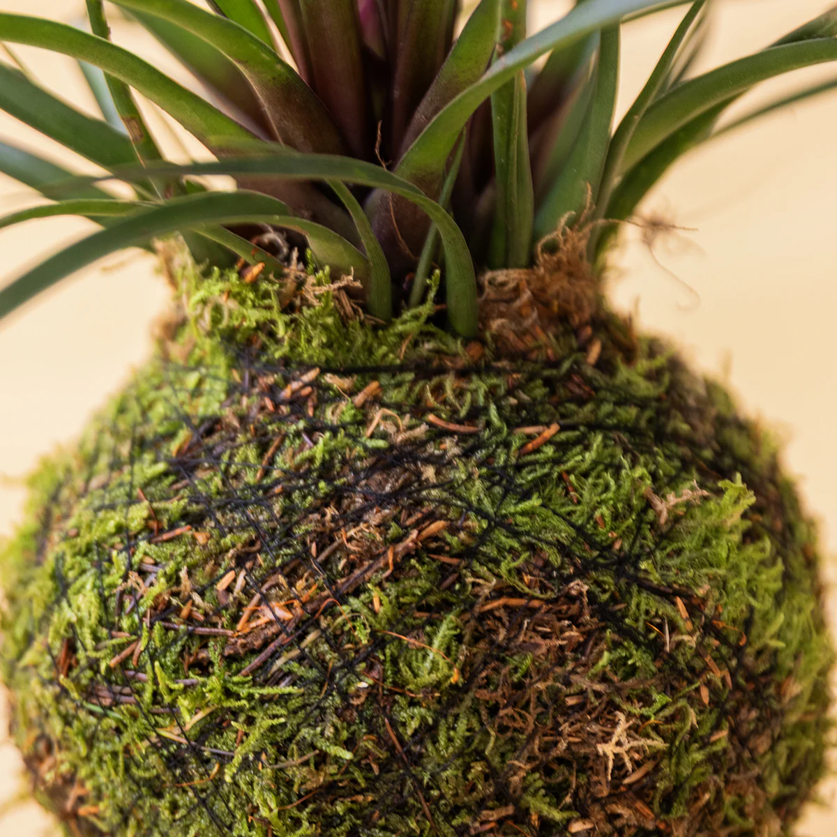La Kokedama - Kokedama Pluma Rosa - Image 3