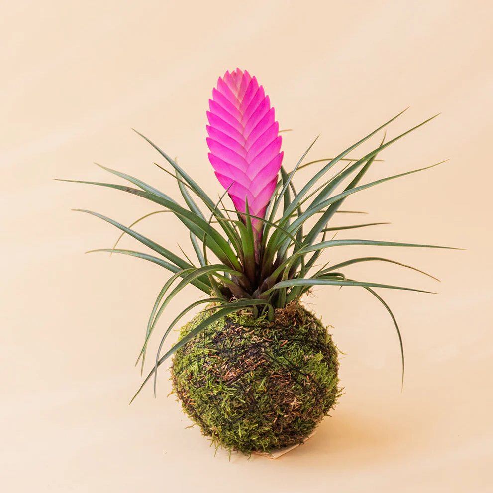 La Kokedama - Kokedama Pluma Rosa - Image 4