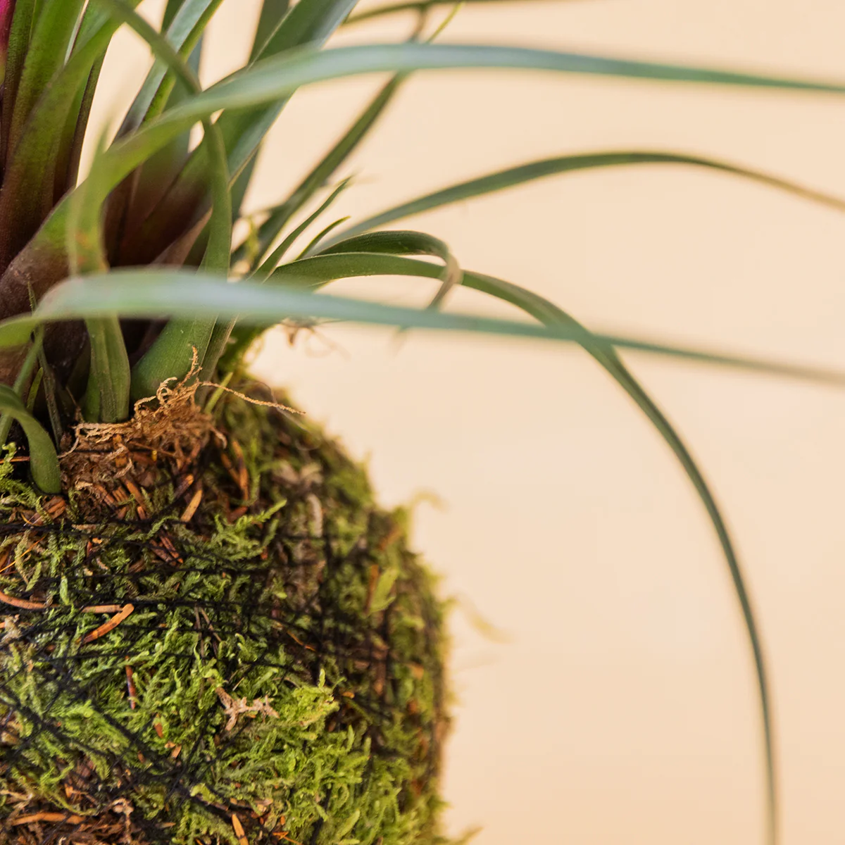 La Kokedama - Kokedama Pluma Rosa - Image 5