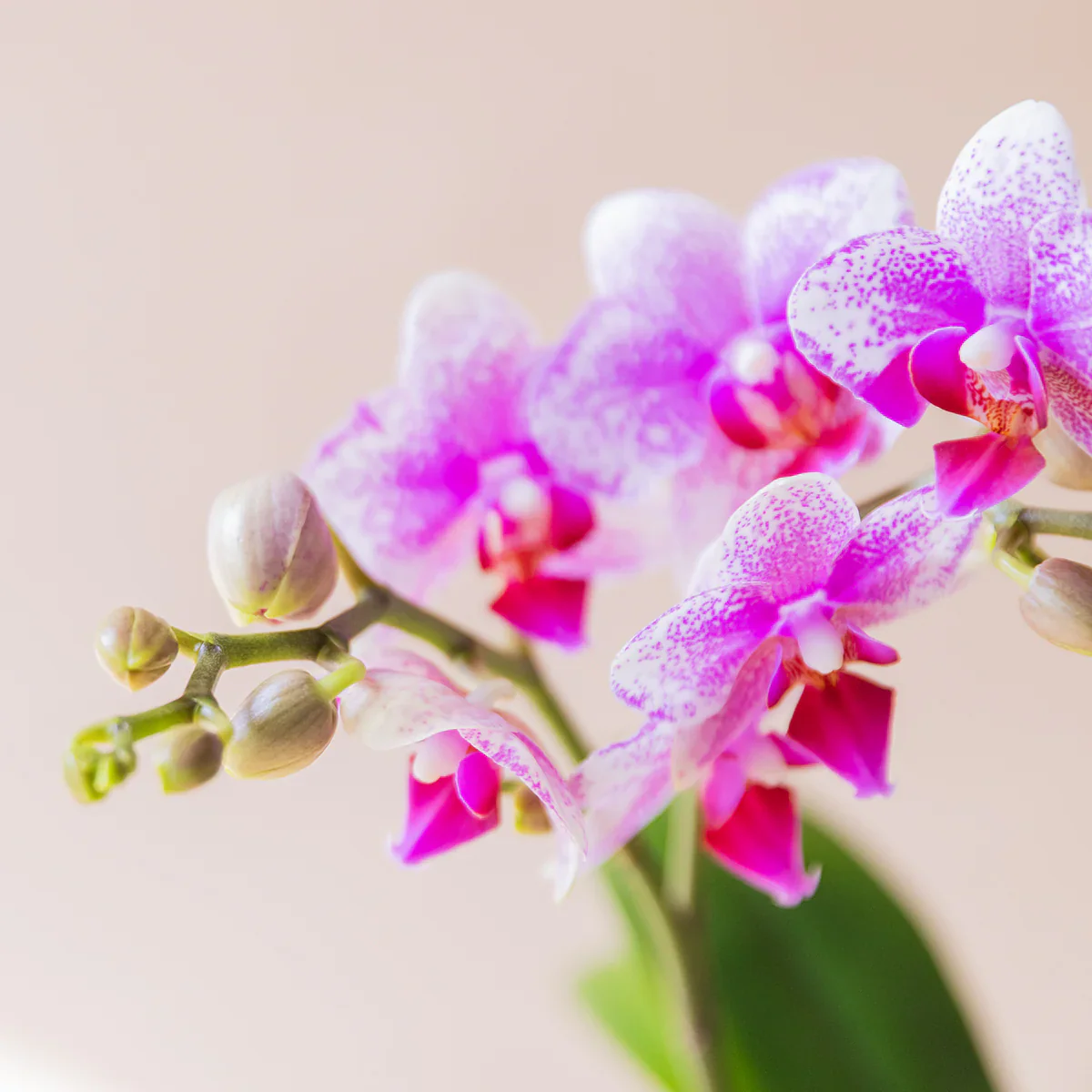 Orquídea Bicolor con Envoltorio y Libro Floripedia - Image 3