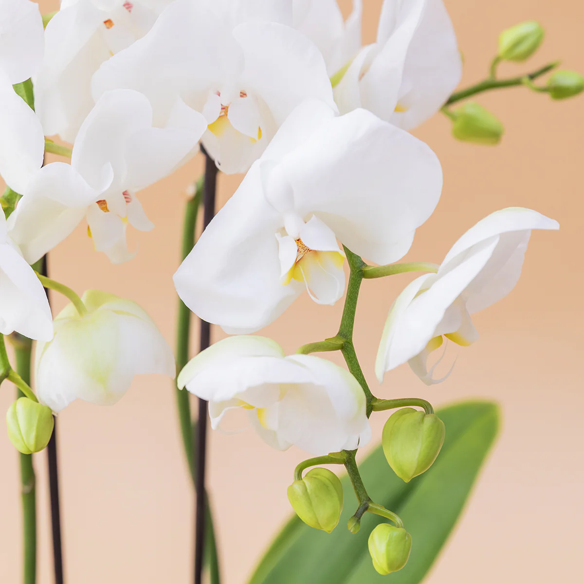 Orquídea Blanca con Envoltorio, Charm y Tarjeta - Image 5