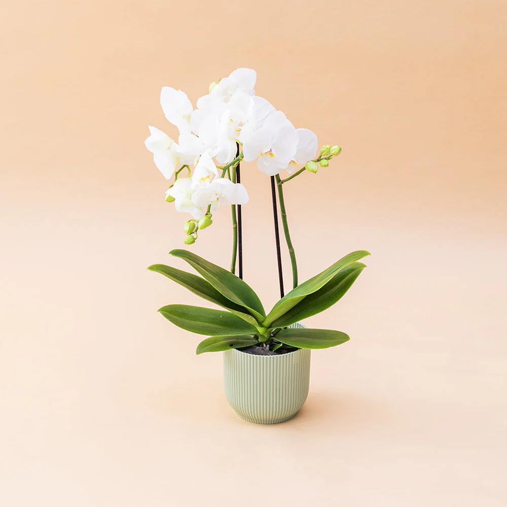 Orquídea Blanca con Envoltorio, Peluche y Tarjeta - Image 3