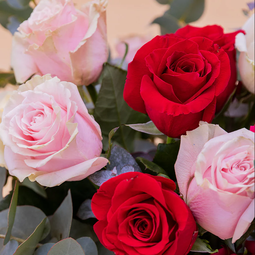 Las Rosas XL - Rosas de colores - Image 4