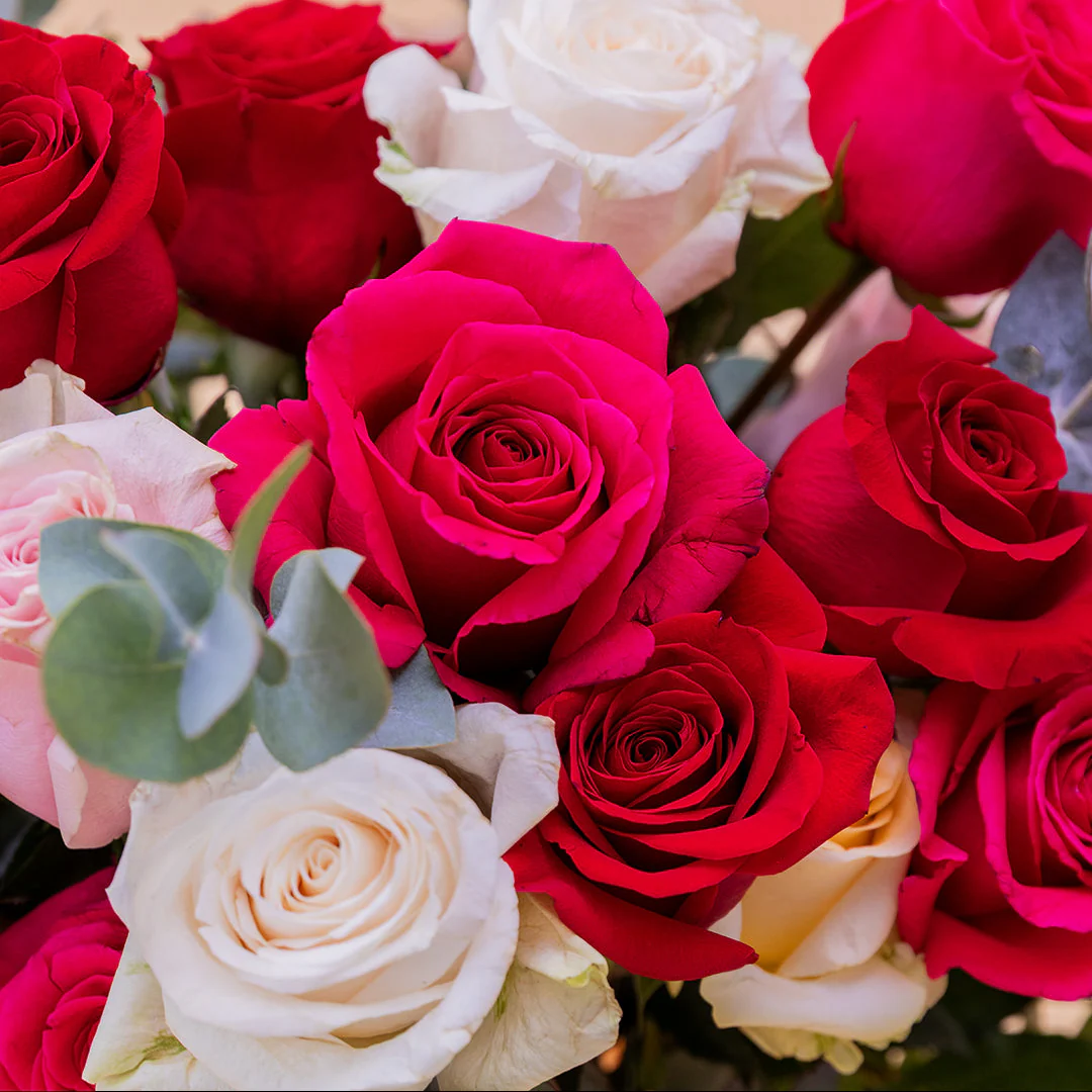 Las Rosas XL - Rosas de colores - Image 6