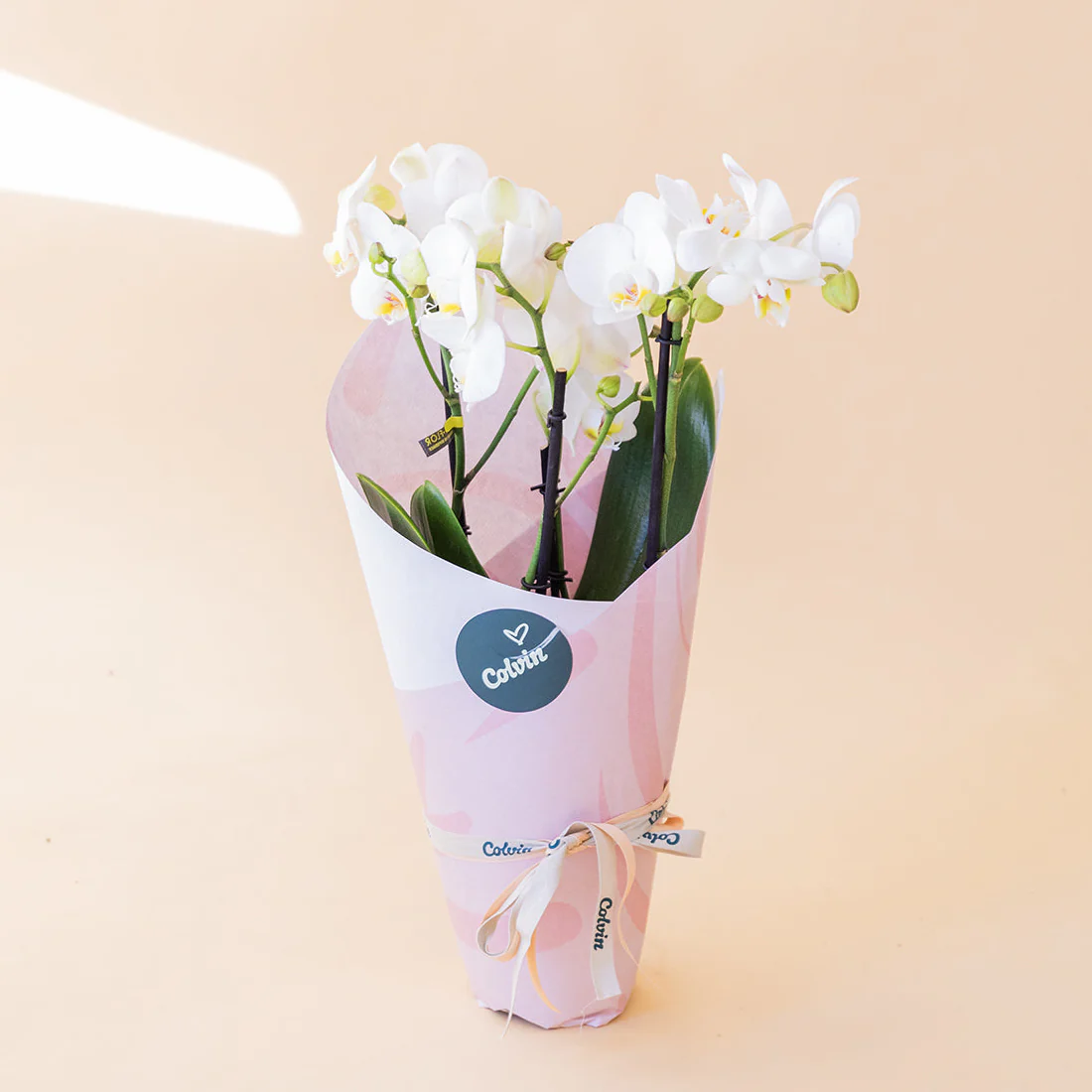 Orquídea Blanca con Envoltorio y Tarjeta - Image 3