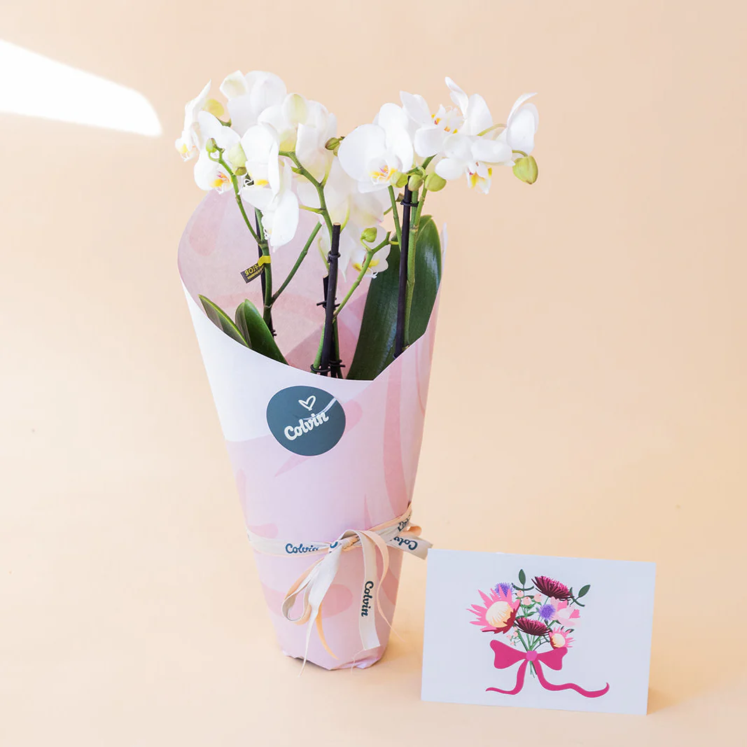 Orquídea Blanca con Envoltorio y Tarjeta - Image 6