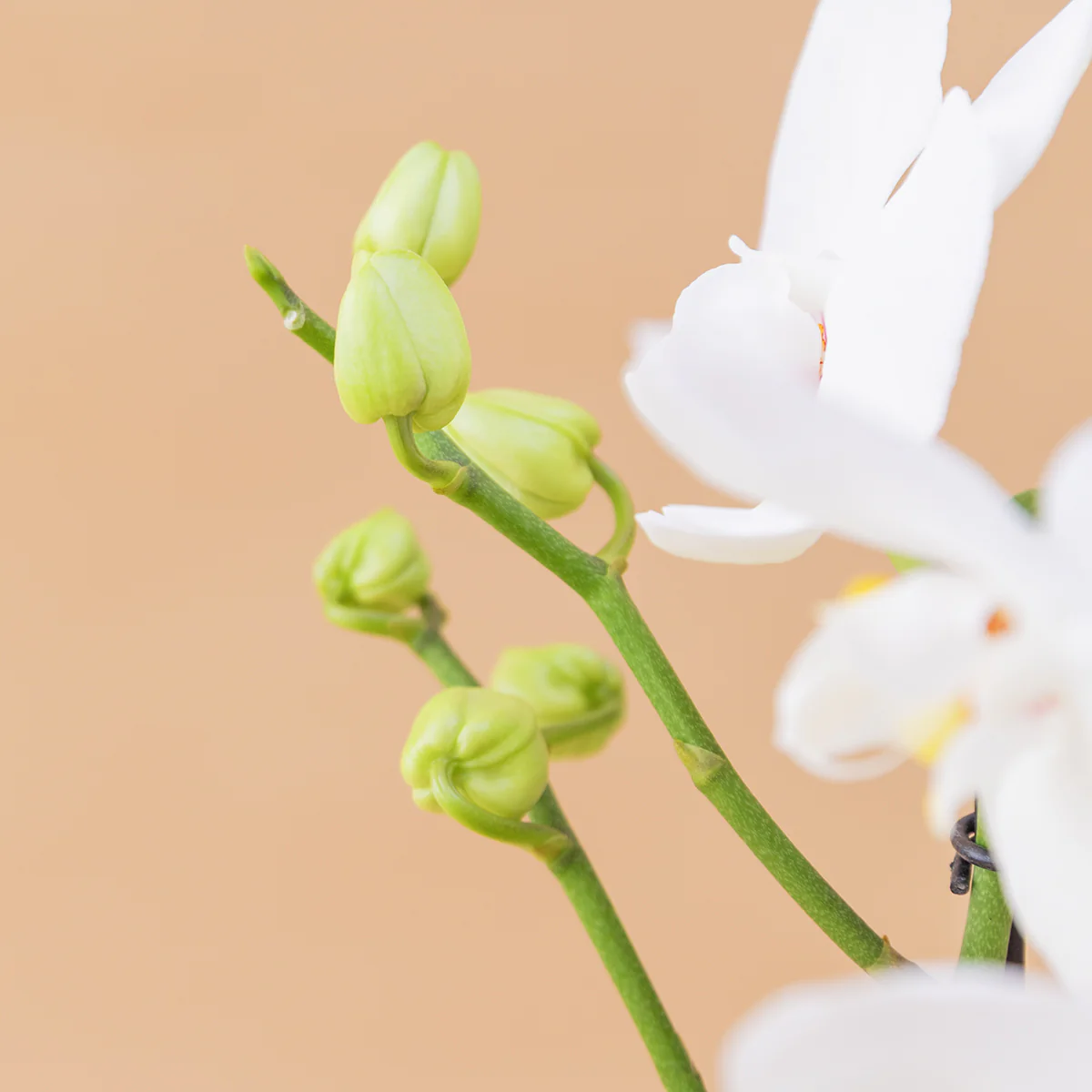 Orquídea Blanca con Envoltorio y Tarjeta - Image 7