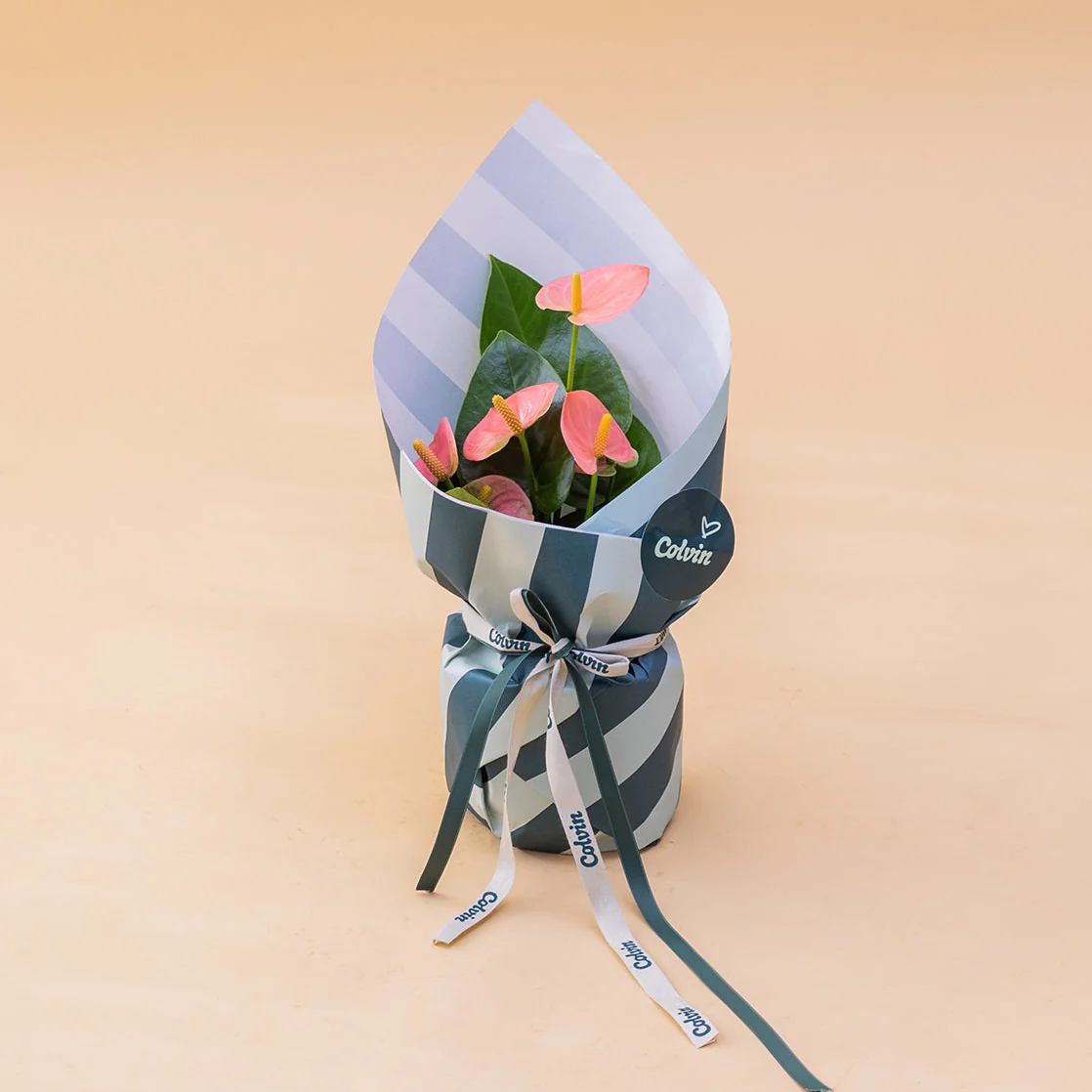 El Anthurium - Anthurium Pastel - Image 3