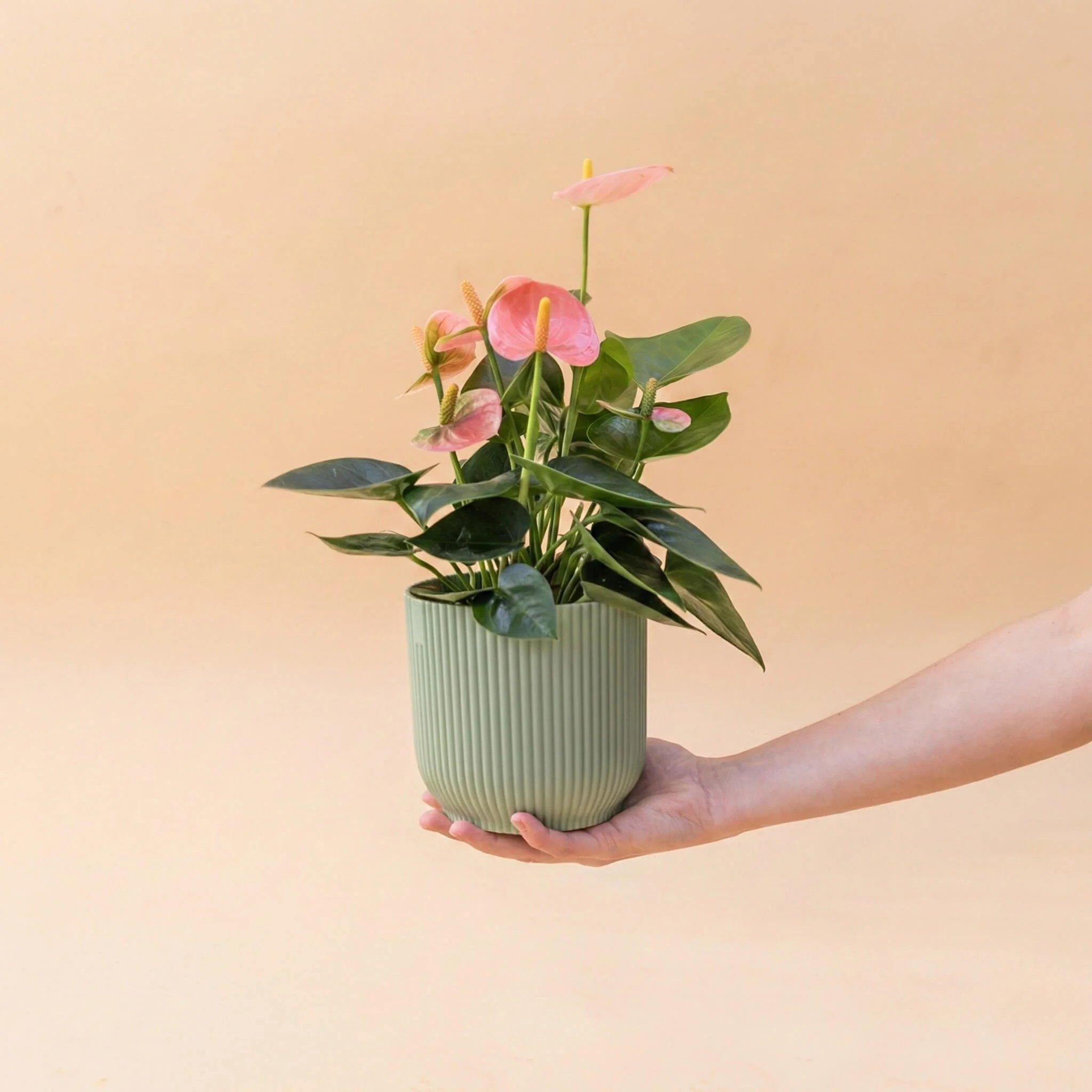 El Anthurium - Anthurium Pastel - Image 4