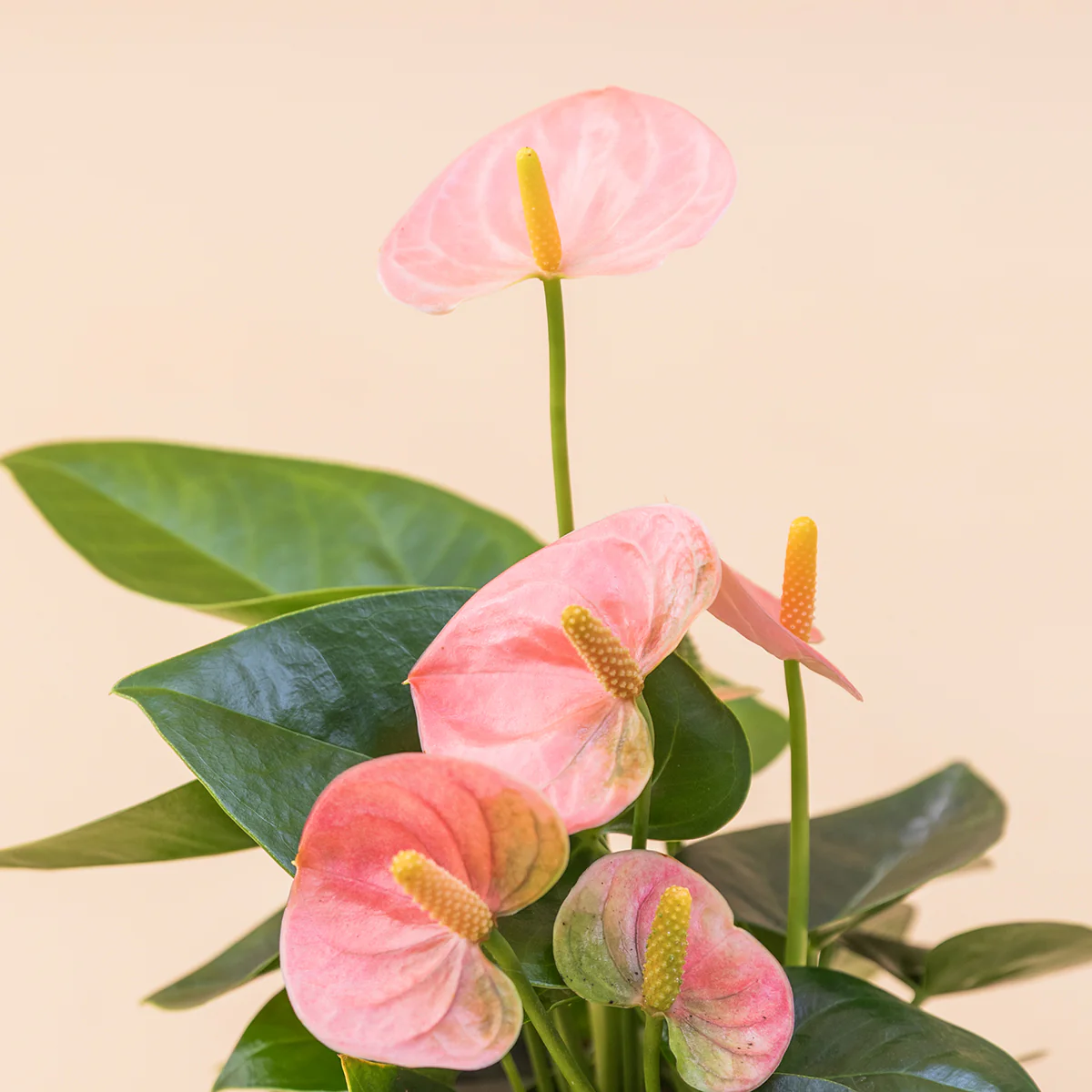 El Anthurium - Anthurium Pastel - Image 5