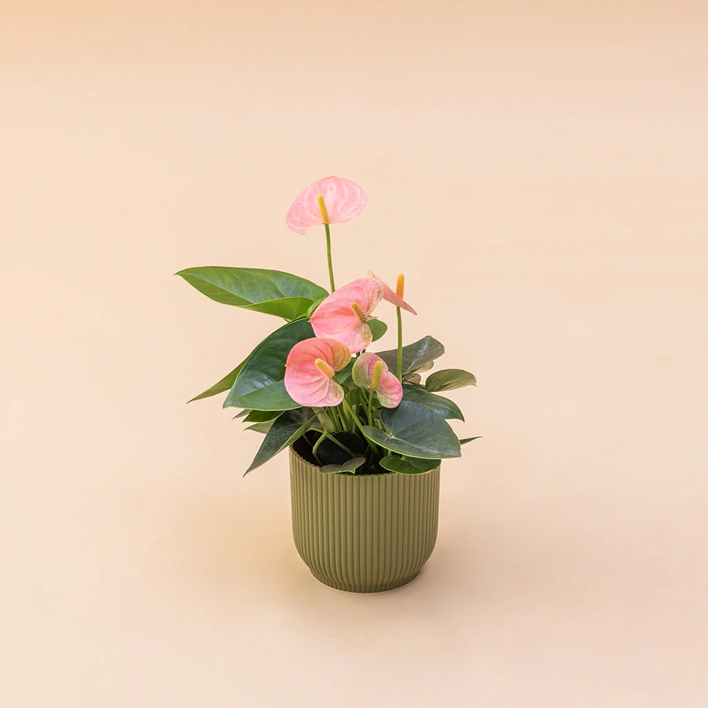 El Anthurium - Anthurium Pastel - Image 6