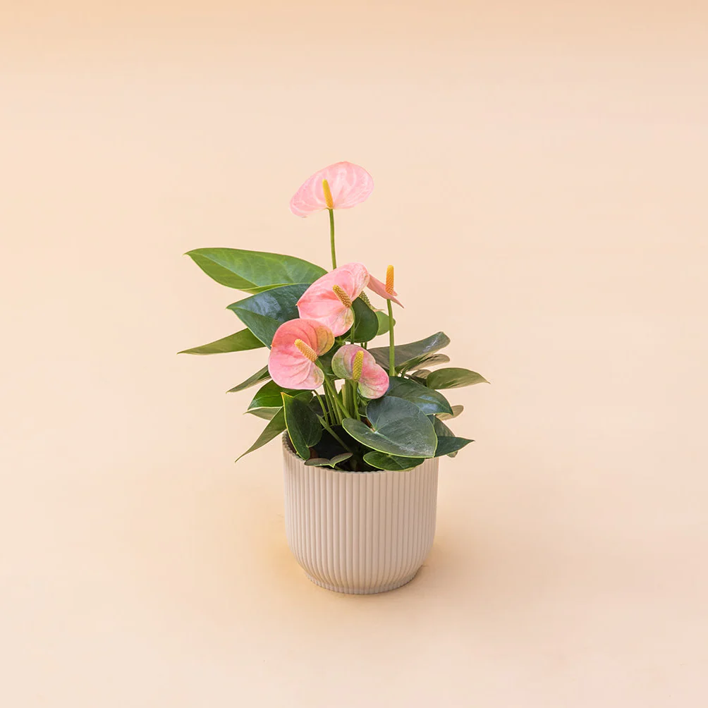 El Anthurium - Anthurium Pastel - Image 7