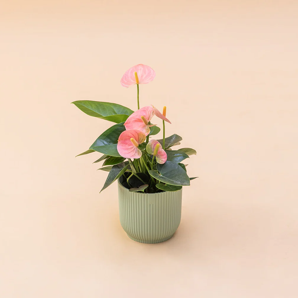 El Anthurium - Anthurium Pastel - Image 8