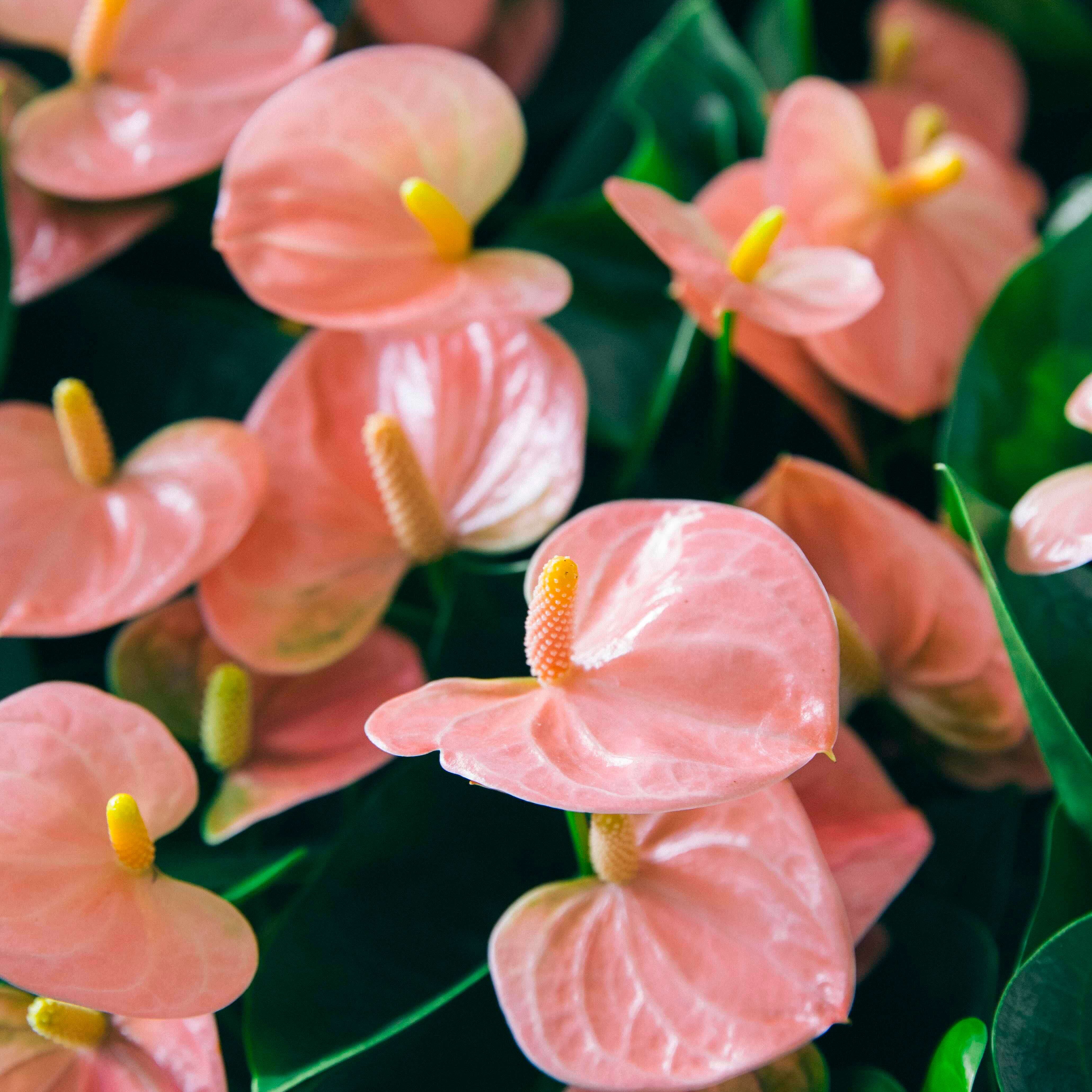 El Anthurium - Anthurium Pastel - Image 9