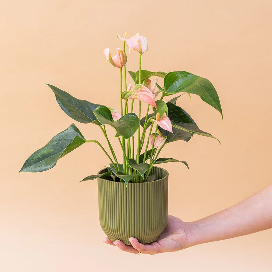 El Anthurium - Anthurium Rosa - Image 3