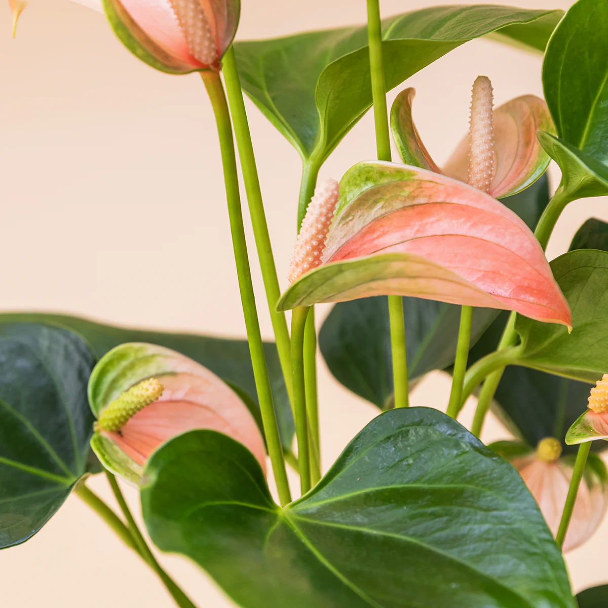 El Anthurium - Anthurium Rosa - Image 4