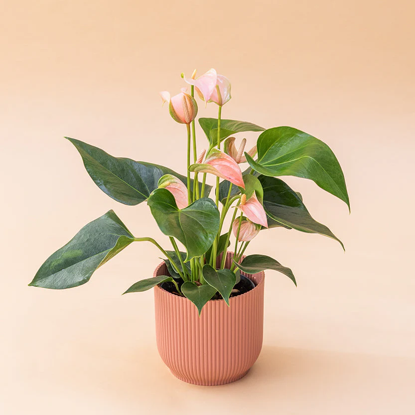 El Anthurium - Anthurium Rosa - Image 5
