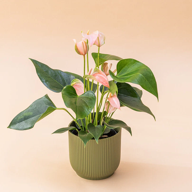 El Anthurium - Anthurium Rosa - Image 6