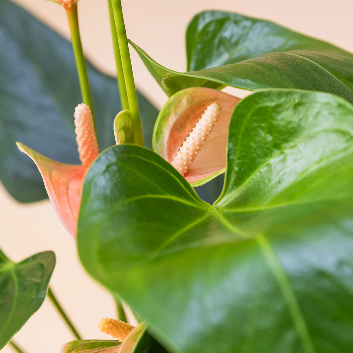 El Anthurium - Anthurium Rosa - Image 7