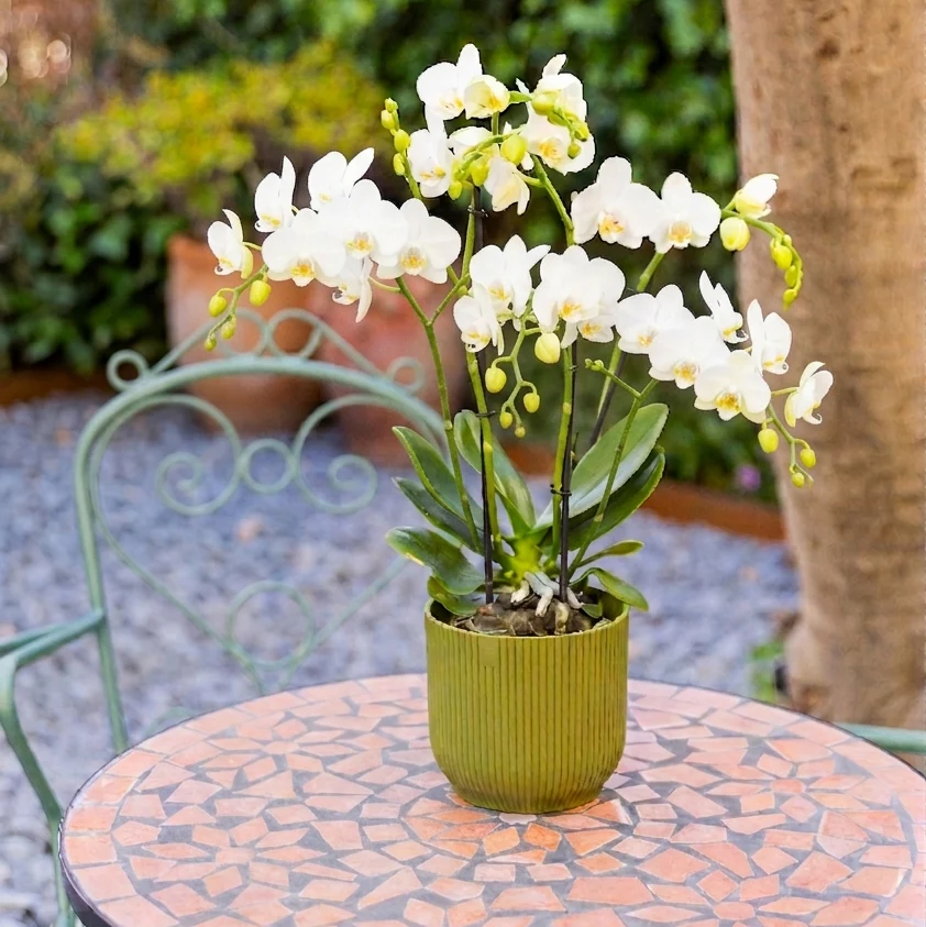 La Orquídea - Orquídea Blanca - Image 3