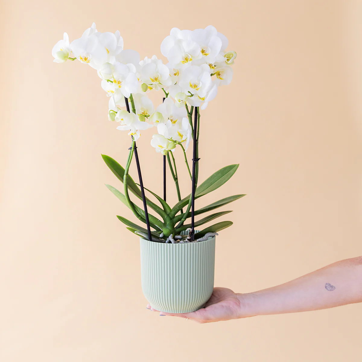 La Orquídea - Orquídea Blanca - Image 4