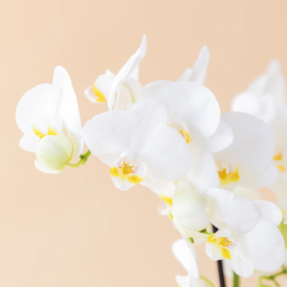 La Orquídea - Orquídea Blanca - Image 5