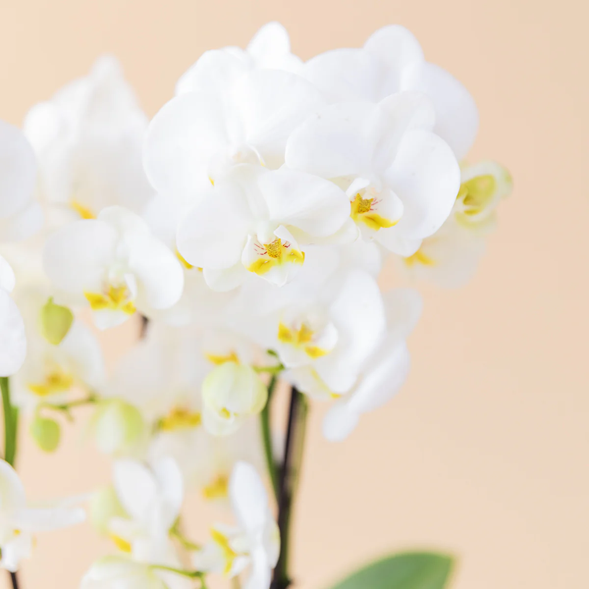 La Orquídea - Orquídea Blanca - Image 6