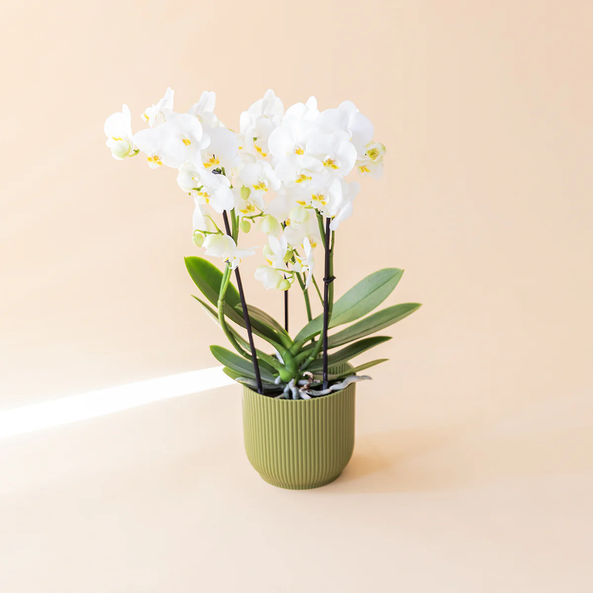 La Orquídea - Orquídea Blanca - Image 7