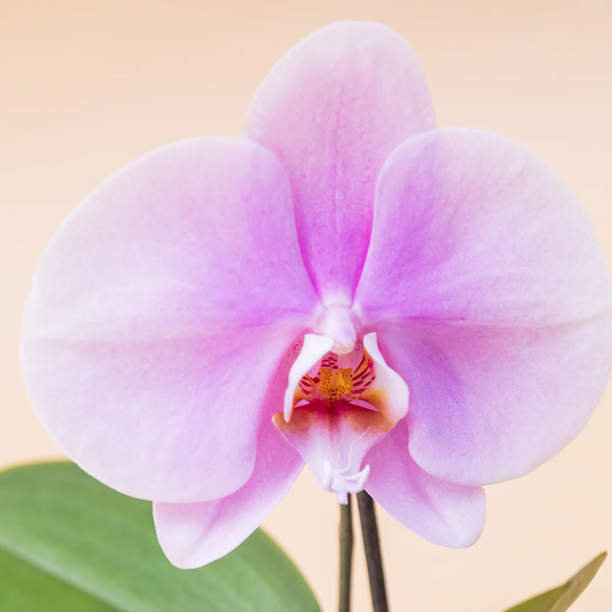 La Orquídea - Orquídea Singolo Sorpresa - Image 4